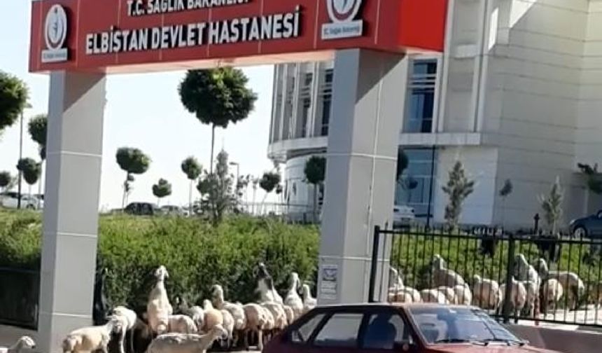 Koyun sürüsü hastane bahçesine girdi