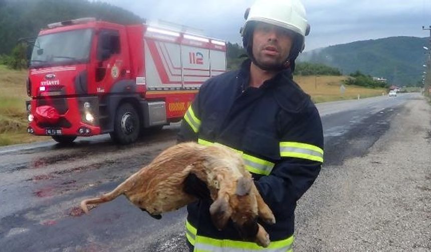 Kahramanmaraş'ta hayvan katliamı devam ediyor! Köpeğe çarpıp kaçtılar...