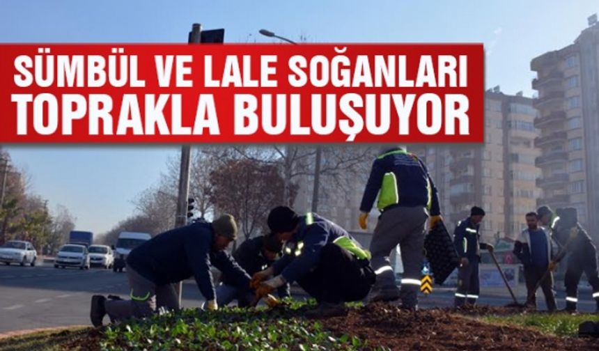 Kahramanmaraş'ta Sümbül ve Lale soğanları toprakla buluşuyor