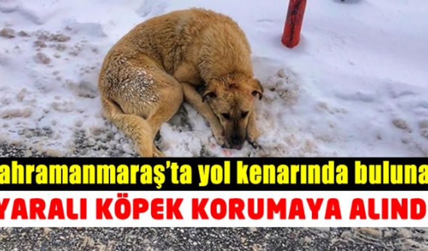 Kahramanmaraş Göksun'da yol kenarında bulunan yaralı köpek korumaya alındı