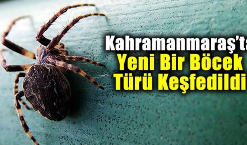 Kahramanmaraş'ta yeni bir örümcek türü keşfedildi! Turkocranum bosselaersi