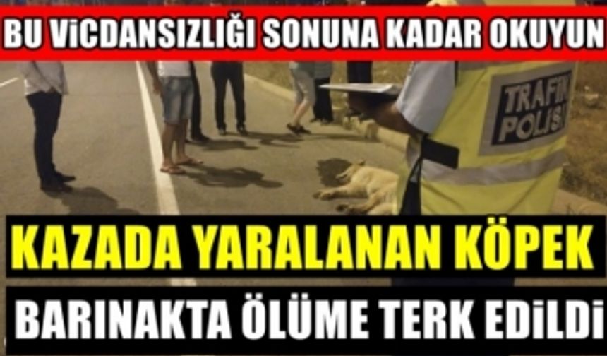 Kahramanmaraş'ta kazada yaralanan köpek, geç müdahale yüzünden öldü!