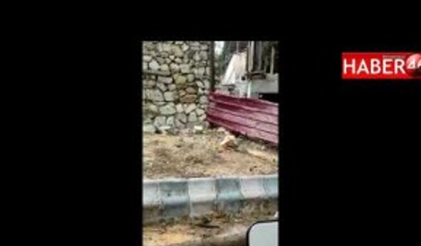Kahramanmaraş'ta hastane bahçesinde ağaç katliamı