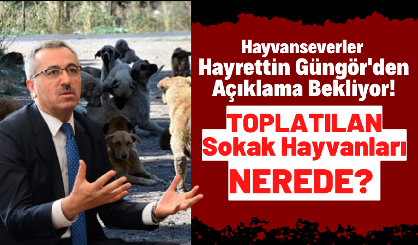 Kahramanmaraş'ta Hayvanseverler Sokak Köpekleri İçin Harekete Geçti!