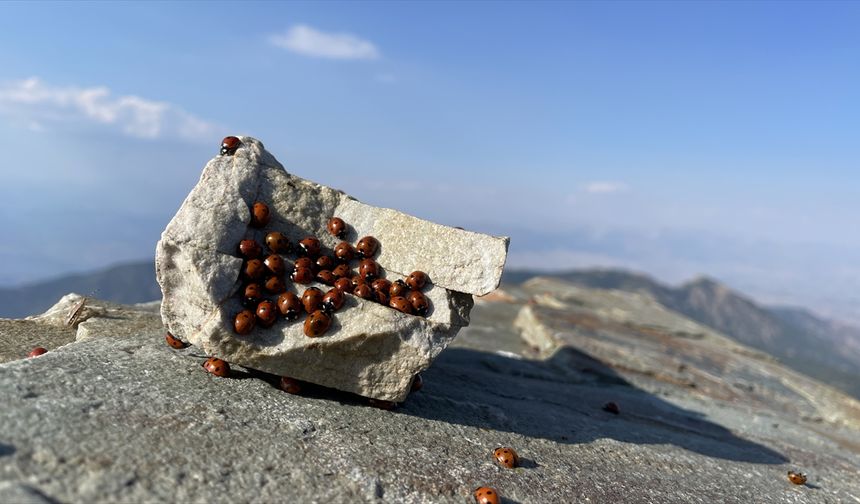 Kahramanmaraş'ta Uludaz Tepe'si uğur böceği meraklılarını ağırlıyor