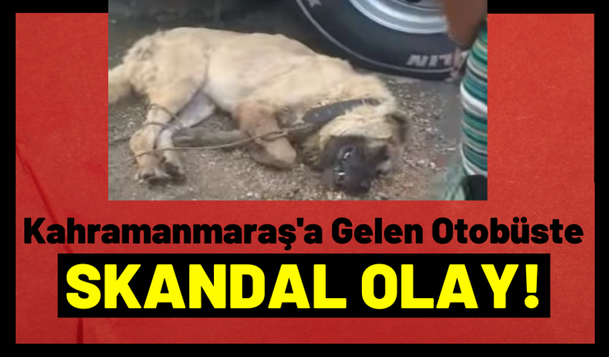 Kahramanmaraş'a Hareket Eden Otobüsün Bagajına Kapatılan Köpek Sıcaktan Can Verdi!