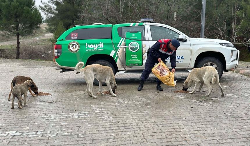 Kahramanmaraş'ta Jandarma Sokak Hayvanları İçin Doğaya Yem Bıraktı!