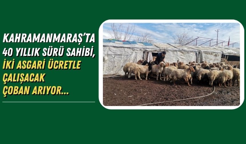 Kahramanmaraş'ta 30 Bin TL Maaşla Çoban Aranıyor!