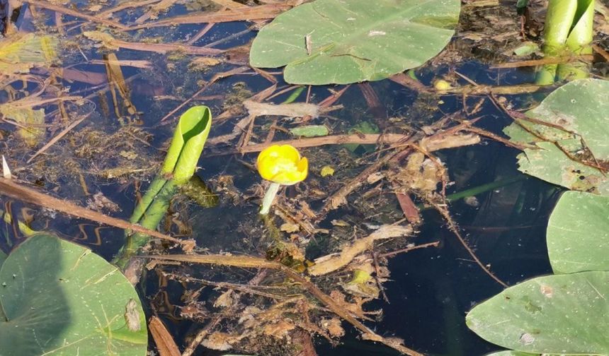 Kahramanmaraş'ın Nilüfer Çiçekleri Tehlikede: Yasadışı Kesim ve Kirlilikle Karşı Karşıya