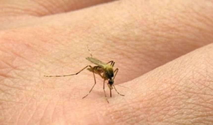 Sivrisinekleri Evden Uzaklaştırmak İçin Etkili Yöntemler!