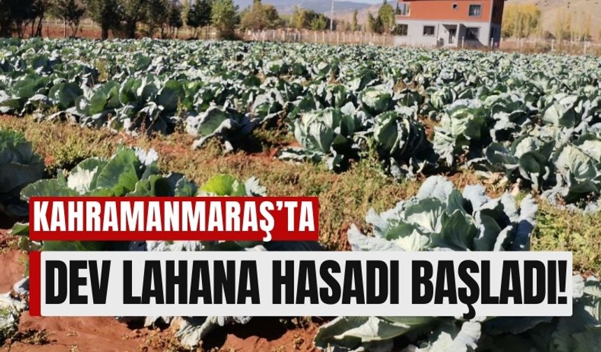 Kahramanmaraş, Türkiye'nin En Büyük Lahanalarını Üretiyor