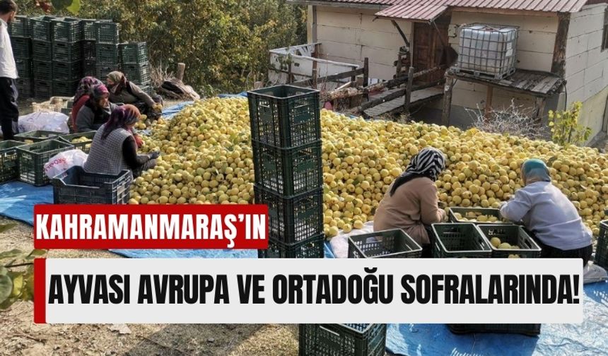 Kahramanmaraş Ayvası Dünyaya Açılıyor: 5 Bin Ton Ayva İhraç Ediliyor