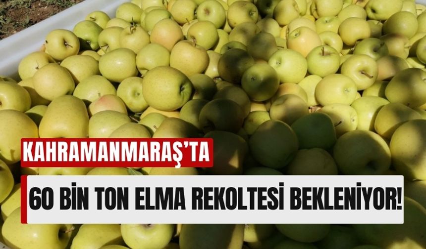 Kahramanmaraş’ta Elma Hasadı Başladı: 60 Bin Ton Rekolte Bekleniyor