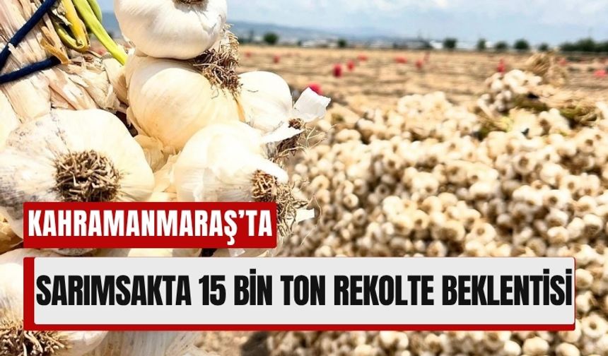 Kahramanmaraş’ın Sarımsak Hasadı: 15 Bin Tonluk Beklenti!