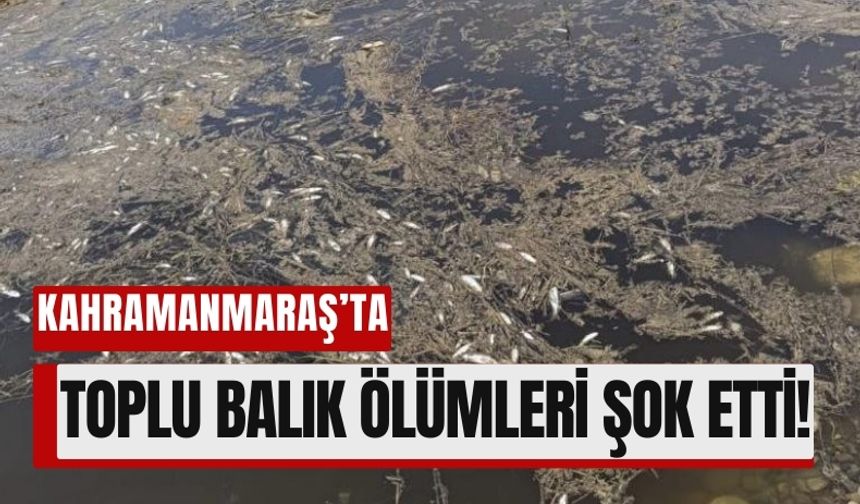Kahramanmaraş’ta Çevre Felaketi: Yüzlerce Balık Oksijensizlikten Öldü!