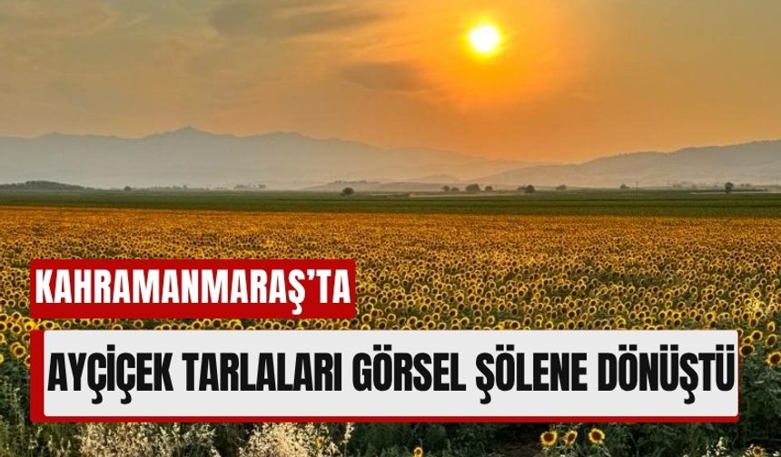 Kahramanmaraş’ın Sarı Cenneti: Ayçiçek Tarlaları Göz Kamaştırdı