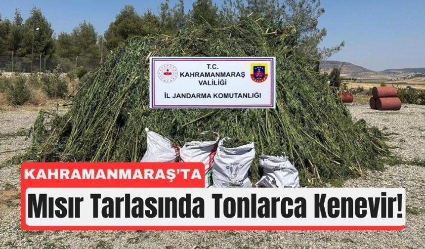Kahramanmaraş'ta Tarla Görünümlü Zehir Bahçesi!