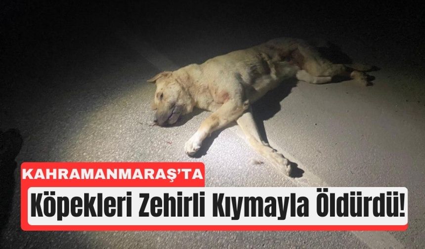 Kahramanmaraş’ta Zehirli Etle 3 Köpek Öldürüldü!