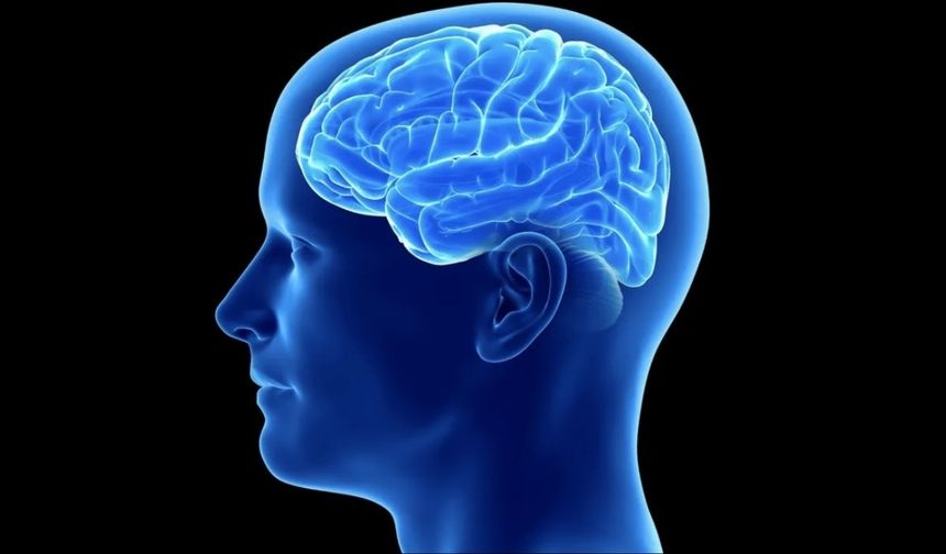 İnsan Beyni Vücut Ağırlığının Yüzde Kaçını Oluşturur? İşte Bilimsel Yanıt