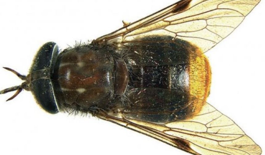 Beyoncé’nin Adını Taşıyan Böcek: Scaptia beyonceae Nedir?