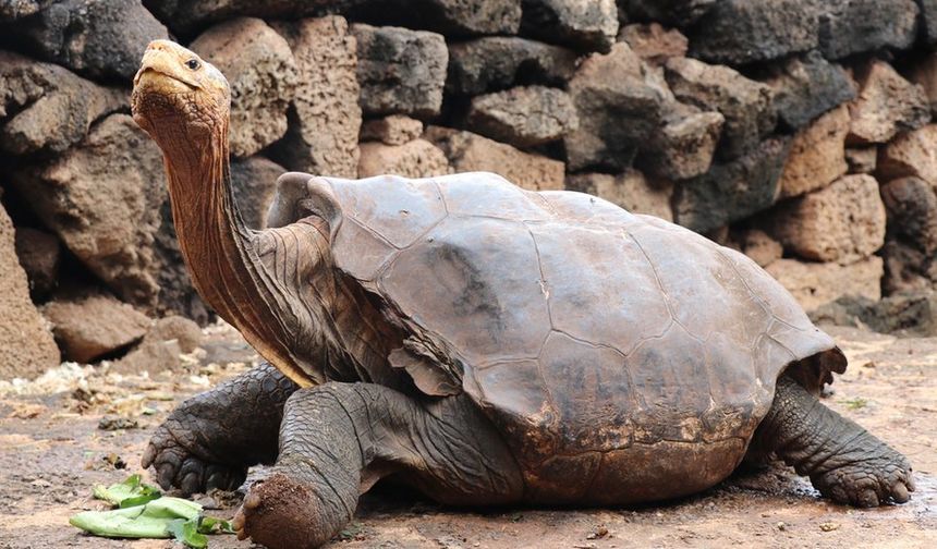 Sahiplendiğinizde Birden Fazla Kuşağı Görebilen Canlı: Dev Kaplumbağa