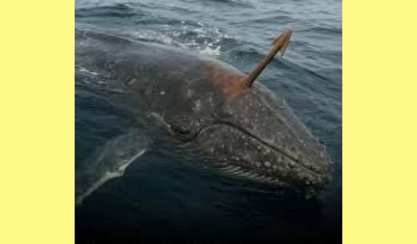 Alaska’da Şaşırtan Keşif: 130 Yaşındaki Balinanın İçinden Patlayıcı Zıpkın Çıktı