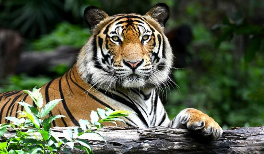 Kedigiller Ailesinin En Büyüğü Hangisidir? Kedigillerde Hangi Hayvanlar Vardır?