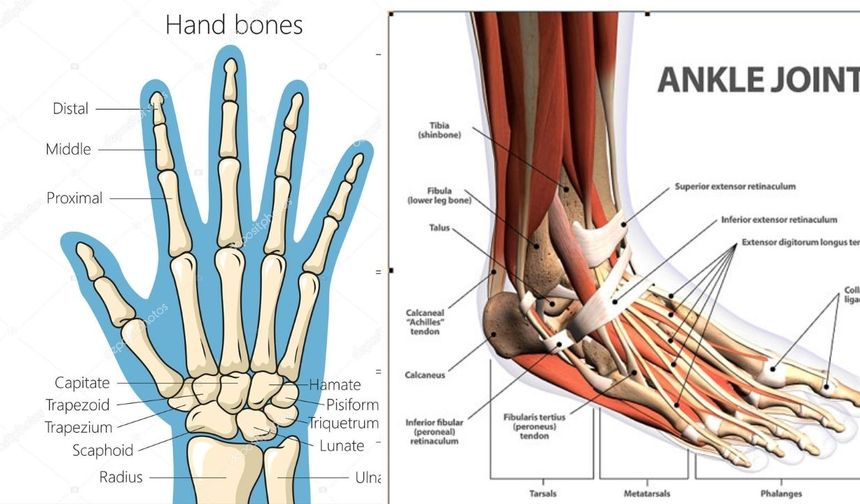 İnsan Vücudunda En Fazla Kemik Hangi Bölgededir? Cevap Şaşırtıyor