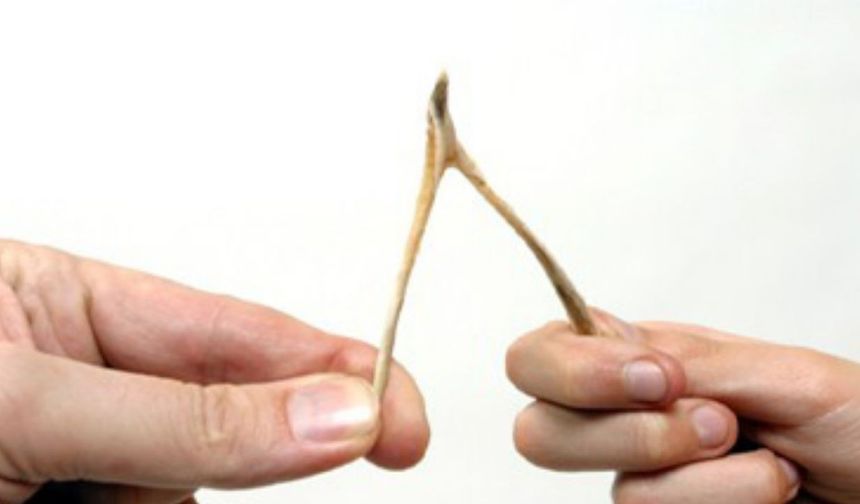 Lades kemiği tavuklarda nerededir? Göğüs, çene, sırt, but.