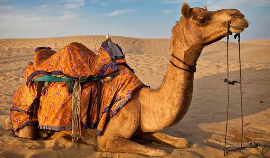 LÖK gibi oturmak deyiminde geçen LÖK hangi hayvana verilen isimdir? Ayı, deve, inek, fil