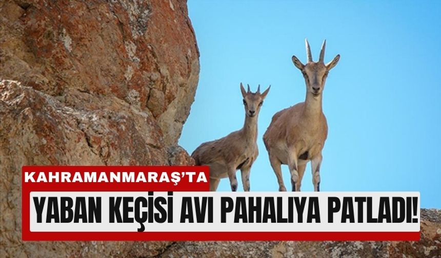 Kahramanmaraş’ta Yaban Keçisi Avına Milyonluk Ceza