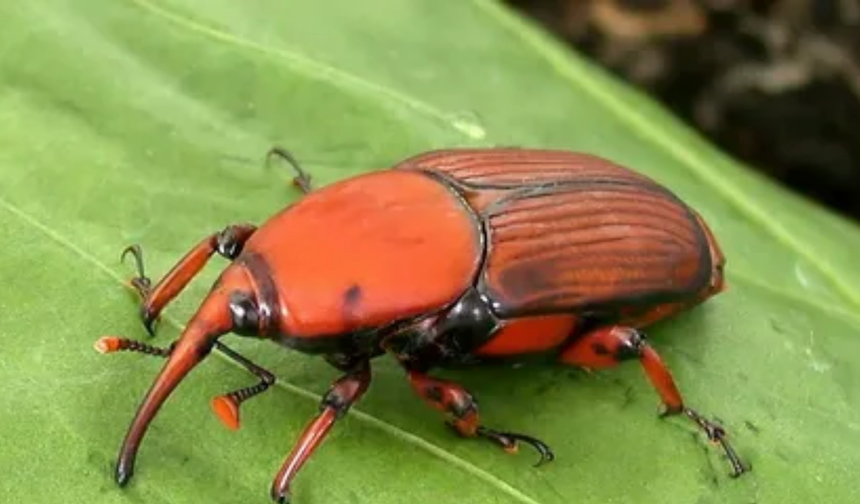 Orak Böceği Nedir Sorusu Gündem Oldu: Doğru Cevap Merak Konusu Oldu