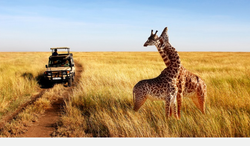 Safari Kelimesinin Arapça Kökeninin Anlamı Nedir?