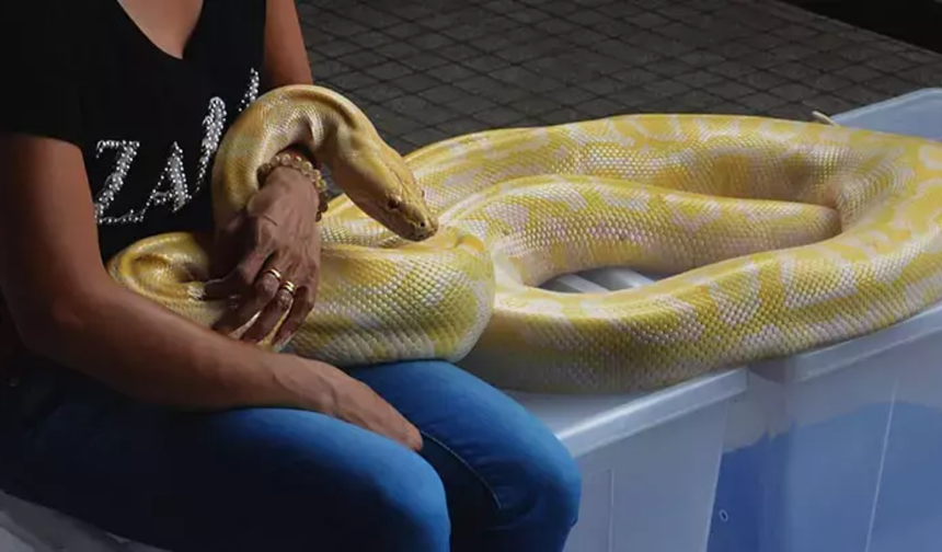 Uyku Tulumu İçinde En Fazla Yılanla Rekor Kıran Kişi Kaç Yılanla Sarıldı?