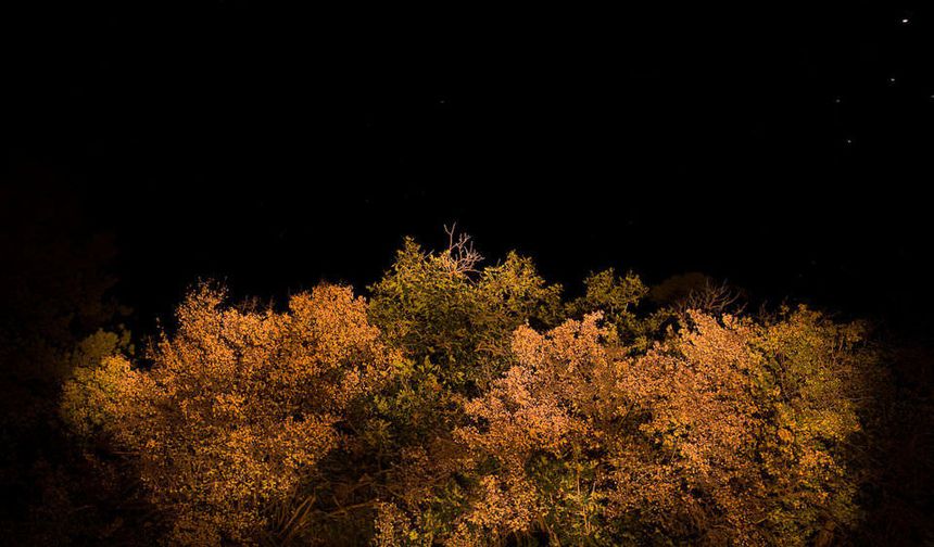 Alacakaranlık Etkisi: Düşük Işıkta İlk Hangi Rengi Kaybederiz?