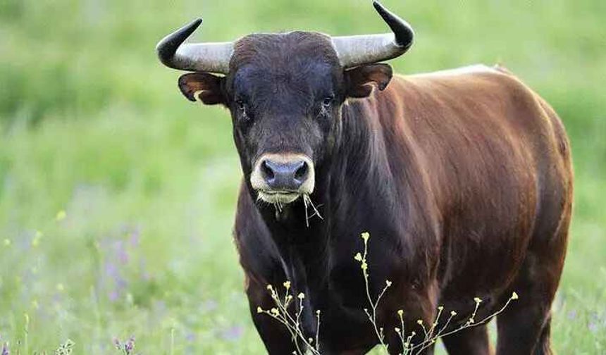 Türkçede Hayvan Sesleri: Hangi Hayvan İçin "Böğürdü" İfadesi Kullanılır?
