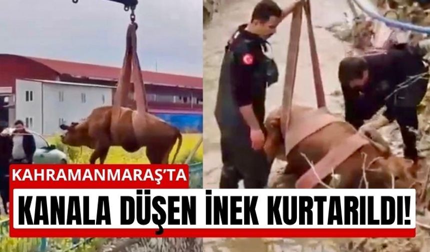 Kahramanmaraş’ta İnek Sulama Kanalına Düştü!
