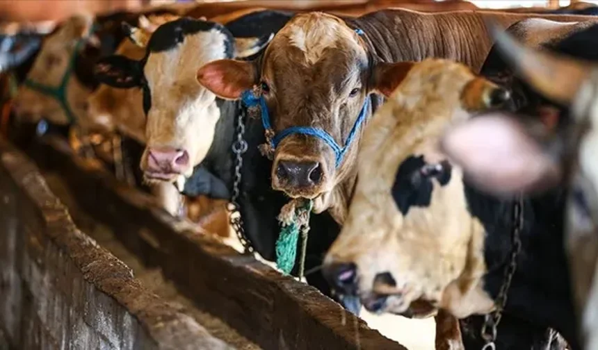 Kahramanmaraş’ta 2026 Kurban Bayramı Öncesi Fiyatlar Netleşti!