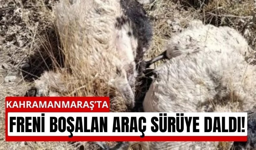 Kahramanmaraş'ta Araç Sürüye Çarptı: 5 Hayvan Telef Oldu