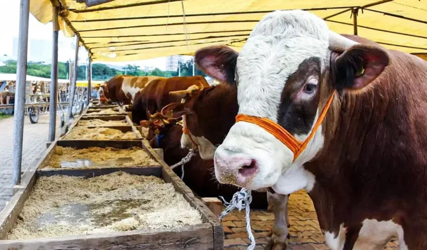 Kurban Bayramı Öncesi Fiyat Şoku: Kahramanmaraş Merkez Kurbanlık Fiyatları