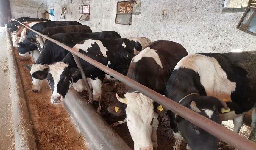 Kurban Bayramı Öncesi Kahramanmaraş Hayvan Pazarlarında Yoğunluk