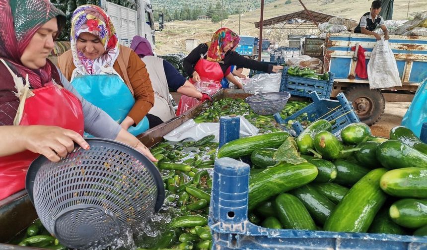 Kahramanmaraş'tan Türkiye'ye Salatalık Sevkiyatı Başladı