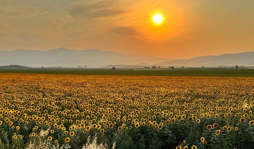 5 Bin Dekarlık Sarı Deniz! Kahramanmaraş'taki Ayçiçeği Tarlaları Büyülüyor