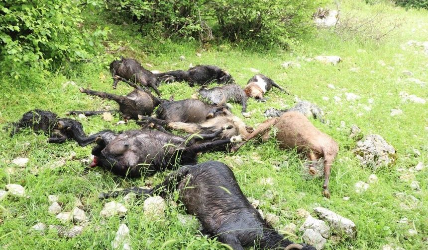 Kahramanmaraş’ta Kurt Sürüye Daldı: 6 Koyun Telef Oldu!