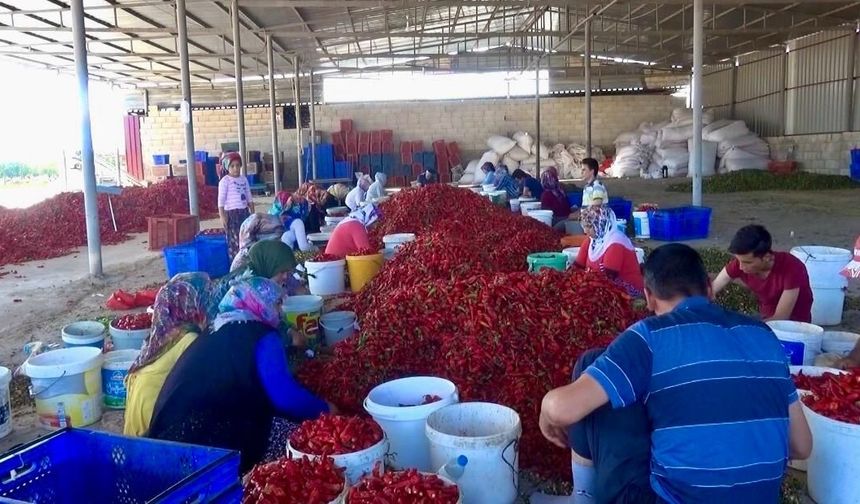 Kahramanmaraş’ta Maraş Biberinde Hasat Başladı: Hedef 50 Bin Ton