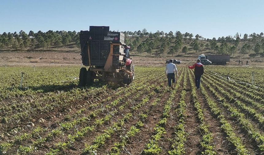 Kahramanmaraş Ovalarında Tatlı Hasat Telaşı: Tarladan Fabrikaya Sevkiyat Başladı