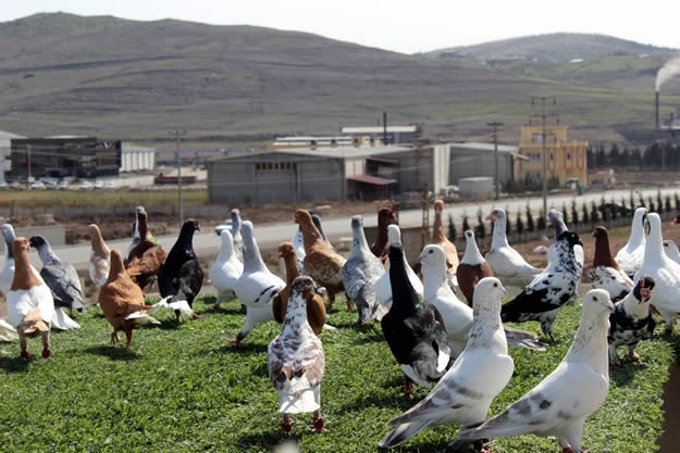 Fabrikatörün güvercin sevgisi