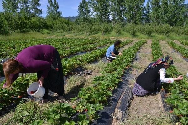 Kahramanmaraş'ta çilek bahçesi kuran girişimci iş kadını oldu