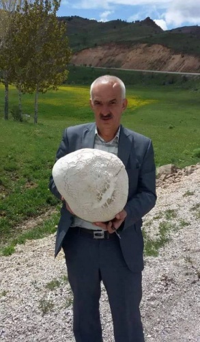 Elbistan'da 5 kilo ağırlığında mantar bulundu