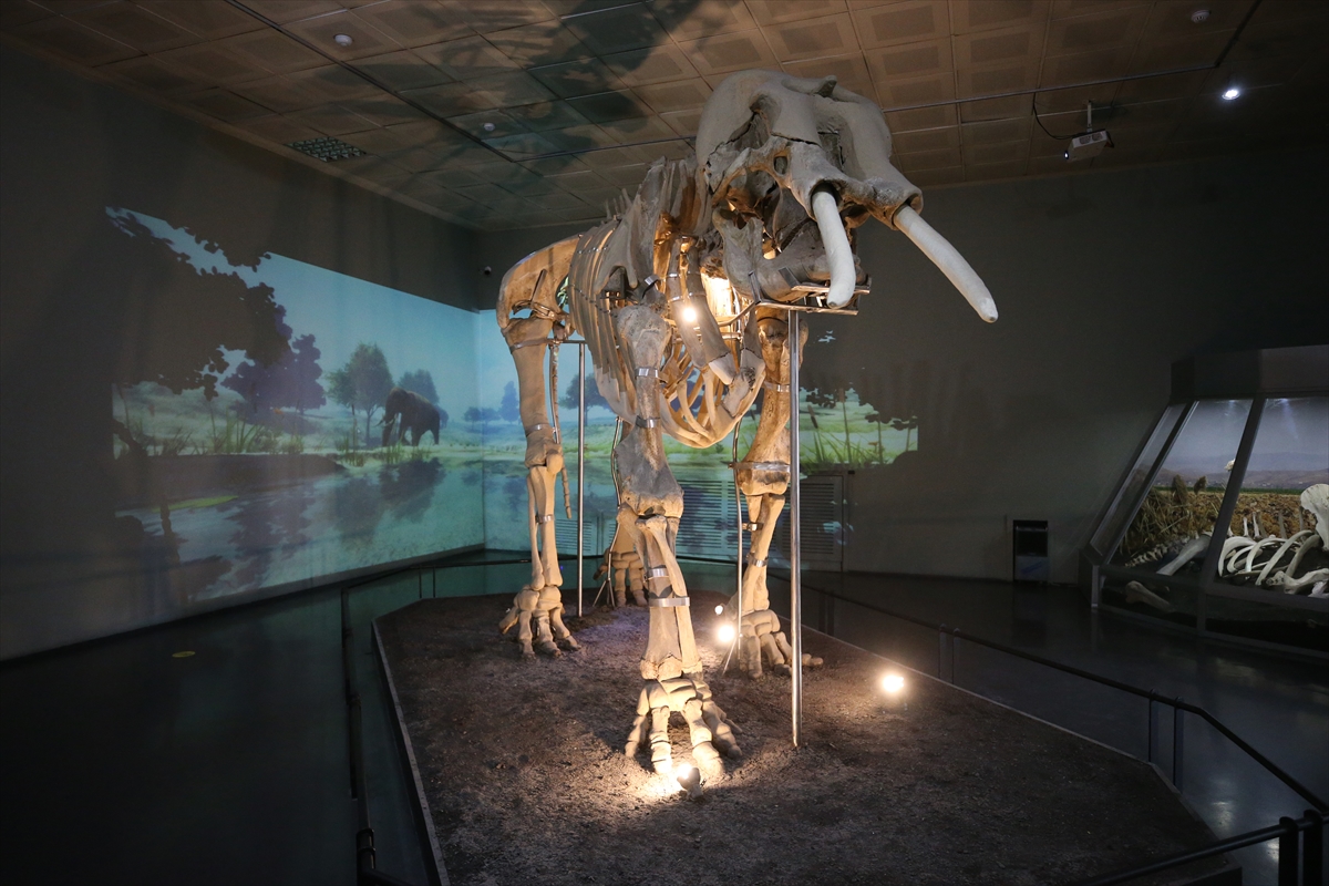 Kahramanmaraş Arkeoloji Müzesi'nde sergilenen yaklaşık 3 bin 500 yıllık antik fil iskeleti, ziyaretçilerin ilgisini çekiyor.